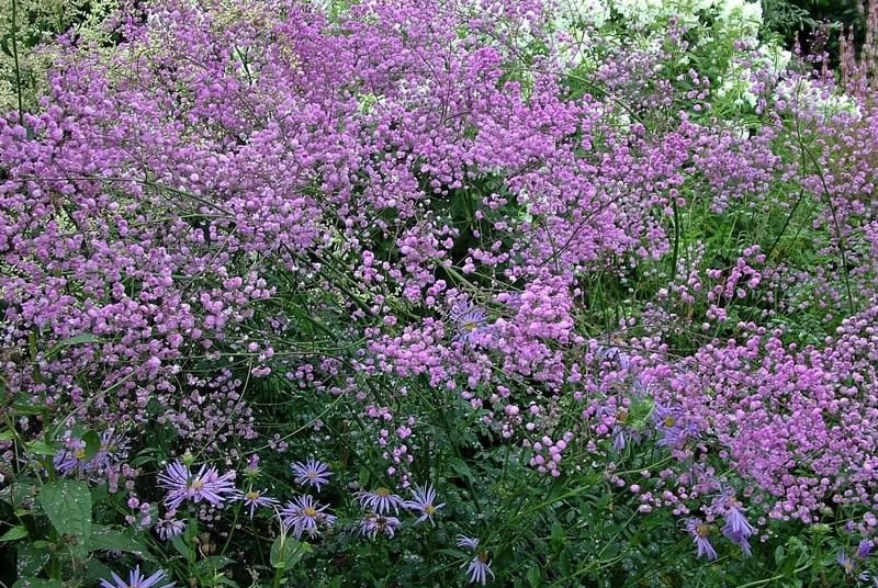 Василистник Делавая / Thalictrum delavayi