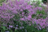 Василистник Делавея / Thalictrum delavayi