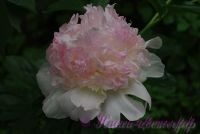 Пион травянистый 'Рэспберри Сандае' / Paeonia 'Raspberry Sundae'