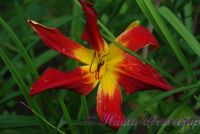 Лилейник 'Файэбон' / Hemerocallis 'Fireborn'