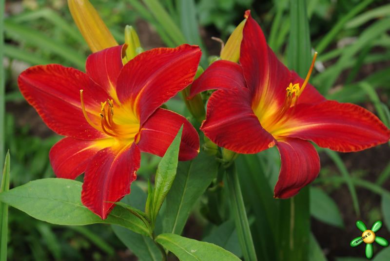 Лилейник 'Анзак' / Hemerocallis 'Anzac'