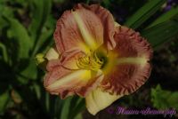 Лилейник 'Черии Тайгер' / Hemerocallis 'Cherry Tiger'