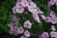 Флокс 'Гармония'  / Phlox 'Garmoniy'