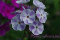 Флокс 'Донна Анна' / Phlox 'Donna Anna'