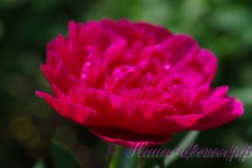 Пион травянистый 'Мадам Годишо' / Paeonia 'Madame Gaudichau'