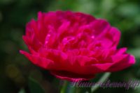 Пион травянистый 'Мадам Годишо' / Paeonia 'Madame Gaudichau'