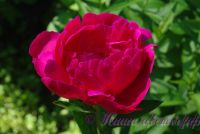 Пион травянистый 'Мадам Годишо' / Paeonia 'Madame Gaudichau'