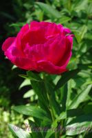 Пион травянистый 'Мадам Годишо' / Paeonia 'Madame Gaudichau'