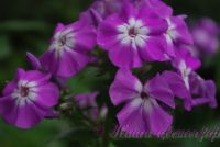 Флокс 'Голиаф' / Phlox 'Goliath'