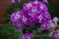 Флокс 'Голиаф' / Phlox 'Goliath'