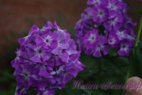 Флокс 'Голиаф' / Phlox 'Goliath'