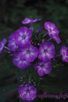 Флокс 'Пикси Миракл Блю' / Phlox 'Pixie Miracle Blue'