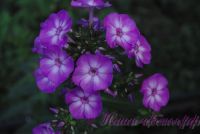 Флокс 'Пикси Миракл Блю' / Phlox 'Pixie Miracle Blue'