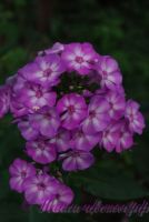 Флокс 'Пикси Миракл Блю' / Phlox 'Pixie Miracle Blue'