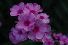 Флокс 'Джулиа' / Phlox 'Julia'