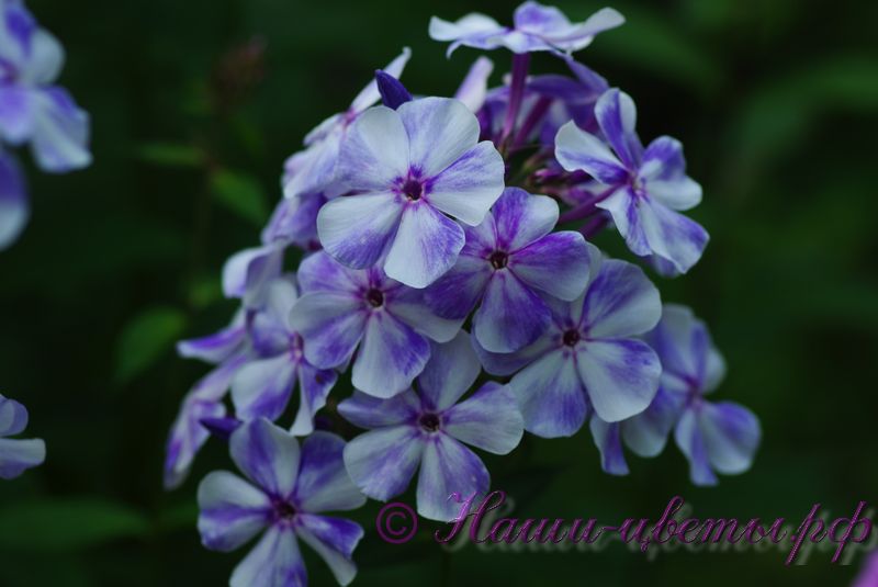 Флокс 'Гжель' / Phlox 'Gzhel'