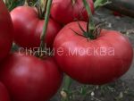 Томат Арбуз Arbuz коллекционный Мязиной