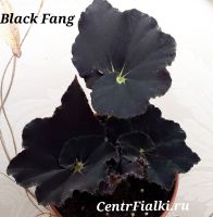 Бегония Black Fang