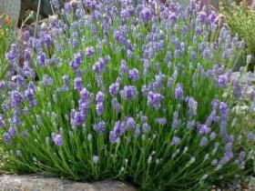 Лаванда Dwarf Blue