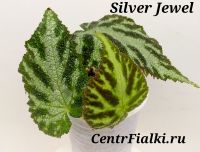 Бегония Silver Jewel