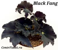 Бегония Black Fang стартёр