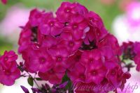 Флокс 'Кассандра' / Phlox 'Kassandra'