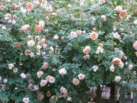 Роза Колетт Rosa Colette