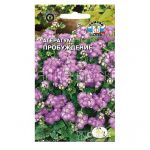 AGERATUM PROBUZHDENIE (SeDeK)