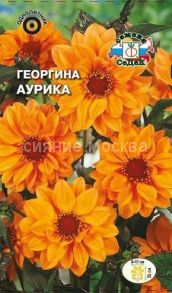 ГЕОРГИНА АУРИКА (СеДеК)