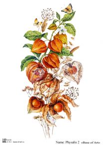 Physalis 2