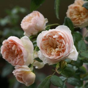 Роза Эвелин (спрей, мини, патио)