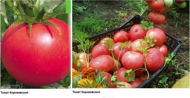 Томат Корнеевский