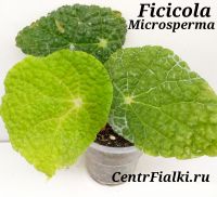 Бегония Ficicola Microsperma