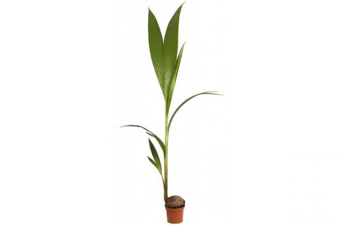 Кокосовая пальма (Cocos nucifera)