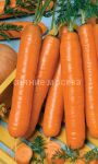 Morkov-Vitaminnaya-6-Uralskij-Dachnik