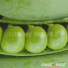 Goroh-Russkij-razmer-Russkij-Ogorod