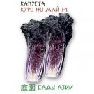 Kapusta-pekinskaya-Kuro-No-Maj-F1-Sady-Azii