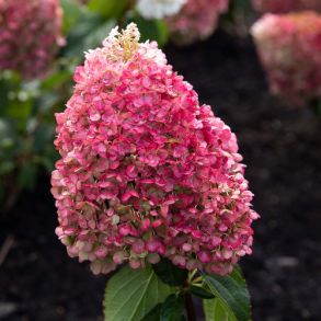 Гортензия метельчатая (Hydrangea paniculata Infinity) Трей MP84