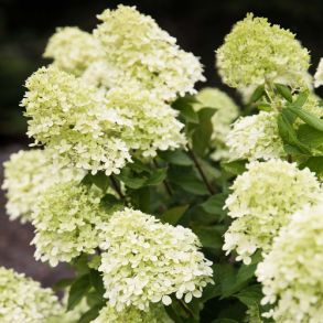 Гортензия метельчатая (Hydrangea paniculata Little Passion) Трей MP84