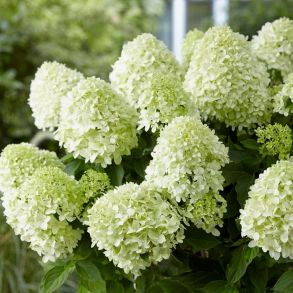 Гортензия метельчатая (Hydrangea paniculata Magical Andes) С3