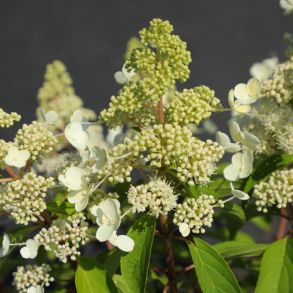Гортензия метельчатая (Hydrangea paniculata Magical Himalaya) ОКС 4/6 веток NEW
