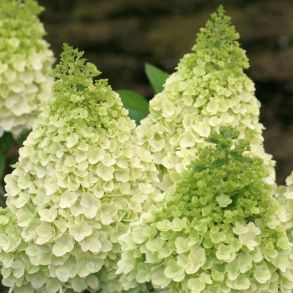 Гортензия метельчатая (Hydrangea paniculata Magical Killimanjaro) ОКС 3/4 ветки NEW