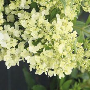 Гортензия метельчатая (Hydrangea paniculata Magical Matterhorn) ОКС 4/6 веток NEW