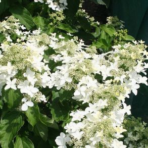 Гортензия метельчатая (Hydrangea paniculata Magical Starlight) ОКС 2/3 ветки