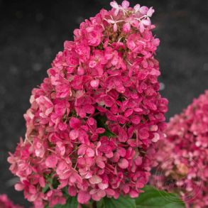 Гортензия метельчатая (Hydrangea paniculata Raspberry Pink) Трей MP84