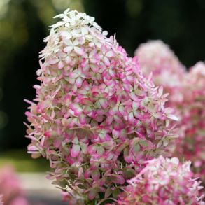 Гортензия метельчатая (Hydrangea paniculata Royal Flower) Трей MP84 ку