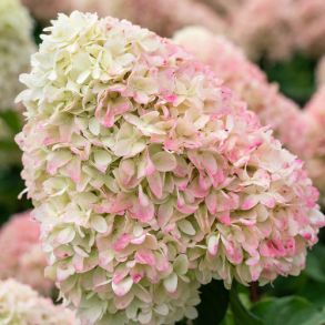 Гортензия метельчатая (Hydrangea paniculata Summer Love) ОКС 2/3 ветки NEW 2019