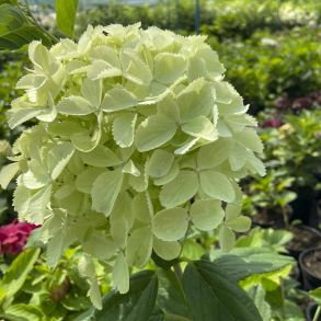 Гортензия метельчатая (Hydrangea paniculata Whitelight) ОКС 1/2 ветки NEW