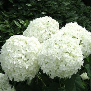 Гортензия древовидная (Hydrangea arborescens `Annabelle`) С3