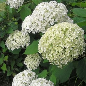 Гортензия древовидная (Hydrangea arborescens `Bounty`) С3